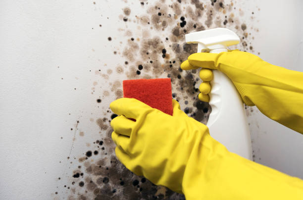 Best Same-Day Mold Removal  in Bixby, OK