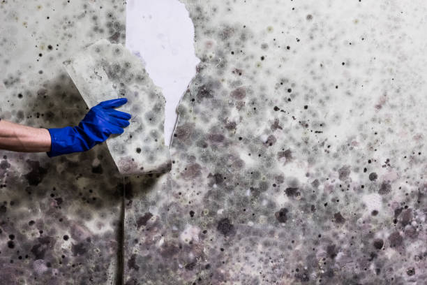 Best Home Mold Removal  in Bixby, OK