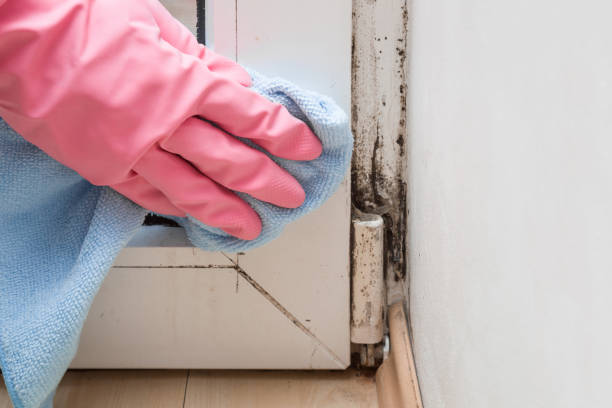 Best Affordable Mold Removal  in Bixby, OK